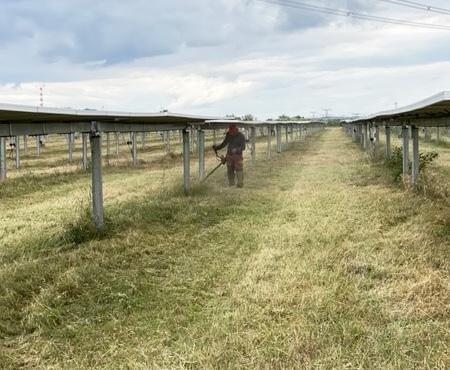 tonte-manuelle-parc-photovoltaique.jpg