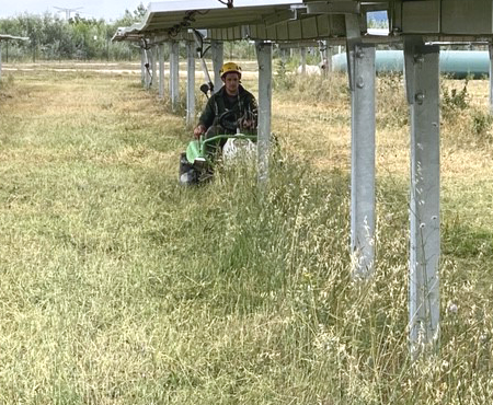 tonte-sous-panneau-photovoltaique.png