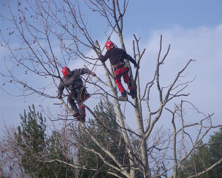 L'entretien des espaces verts en période hivernale