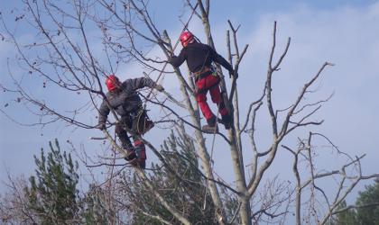 L'entretien des espaces verts en période hivernale