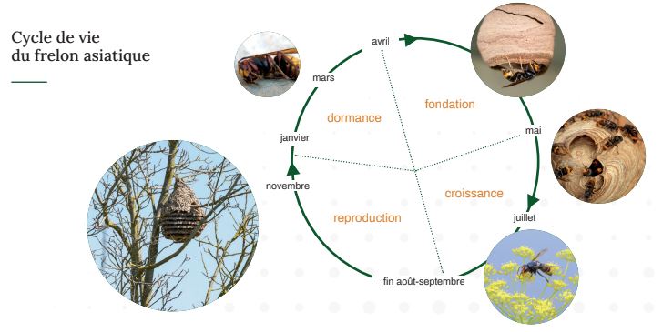 cycle de vie du frelon asiatique