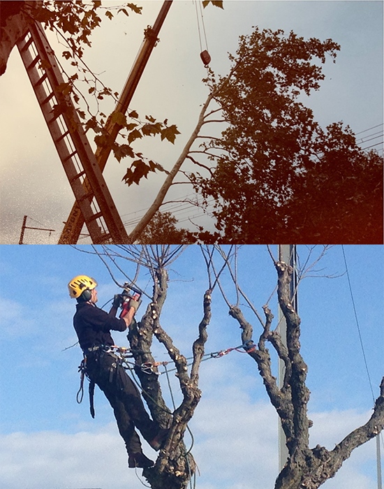 Élagage des arbres